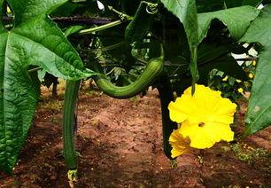 加拿大丝瓜爆料事件视频,揭秘事件背后真相